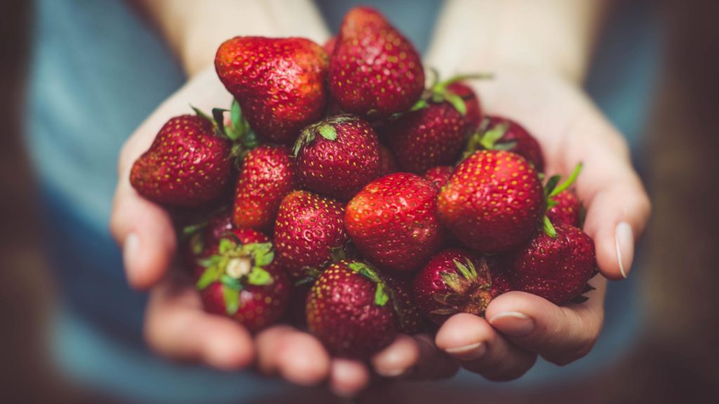 Female hands holding out strawberries to you in first-person view